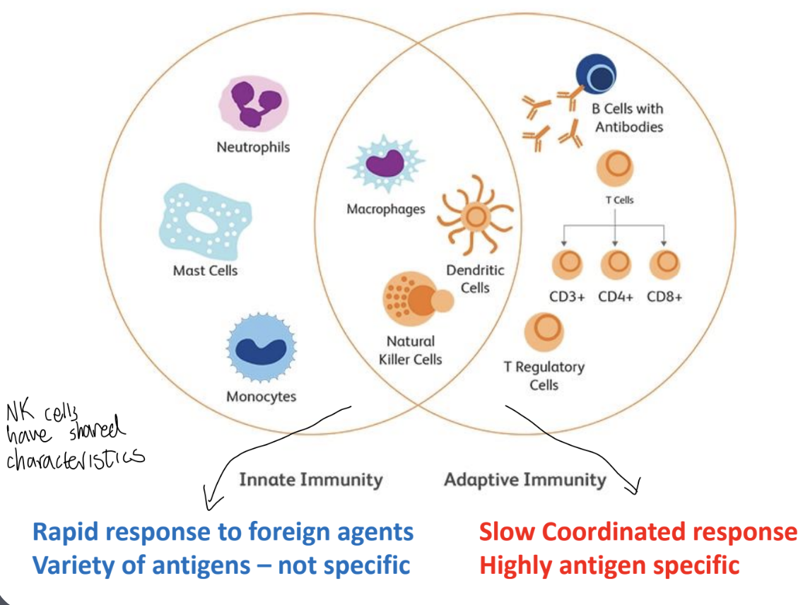 <ul><li><p>Rapid response to foreign agents; Variety of antigens – not specific</p></li><li><p>Slow Coordinated response; antigens that are highly specific</p></li></ul><p></p>