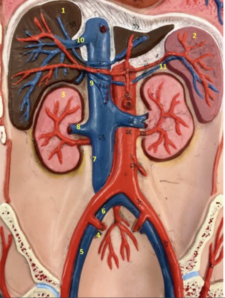 <p>What vein is 9?</p>