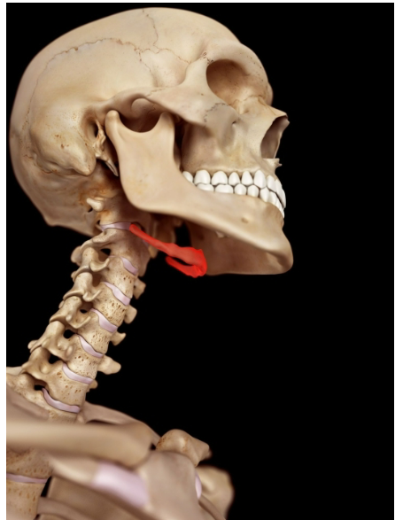 <p>Hyoid Bone</p>