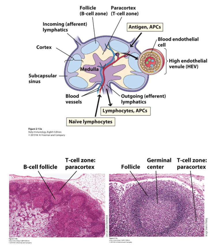 <p>Bean-shaped capsule</p><p>Blood supply: Sinuses (subcapsular, cortical medullary), Blood vessels (arterioles, venules, post capillary venules)</p><p>Afferent and efferent lymphatic vessels</p><p>Parenchyma (functional tissue):</p><p>Cortex (lymphoid follicles)</p><p>Paracortex</p><p>medulla (medullary cords)</p><p>Stroma/ Reticular network</p>