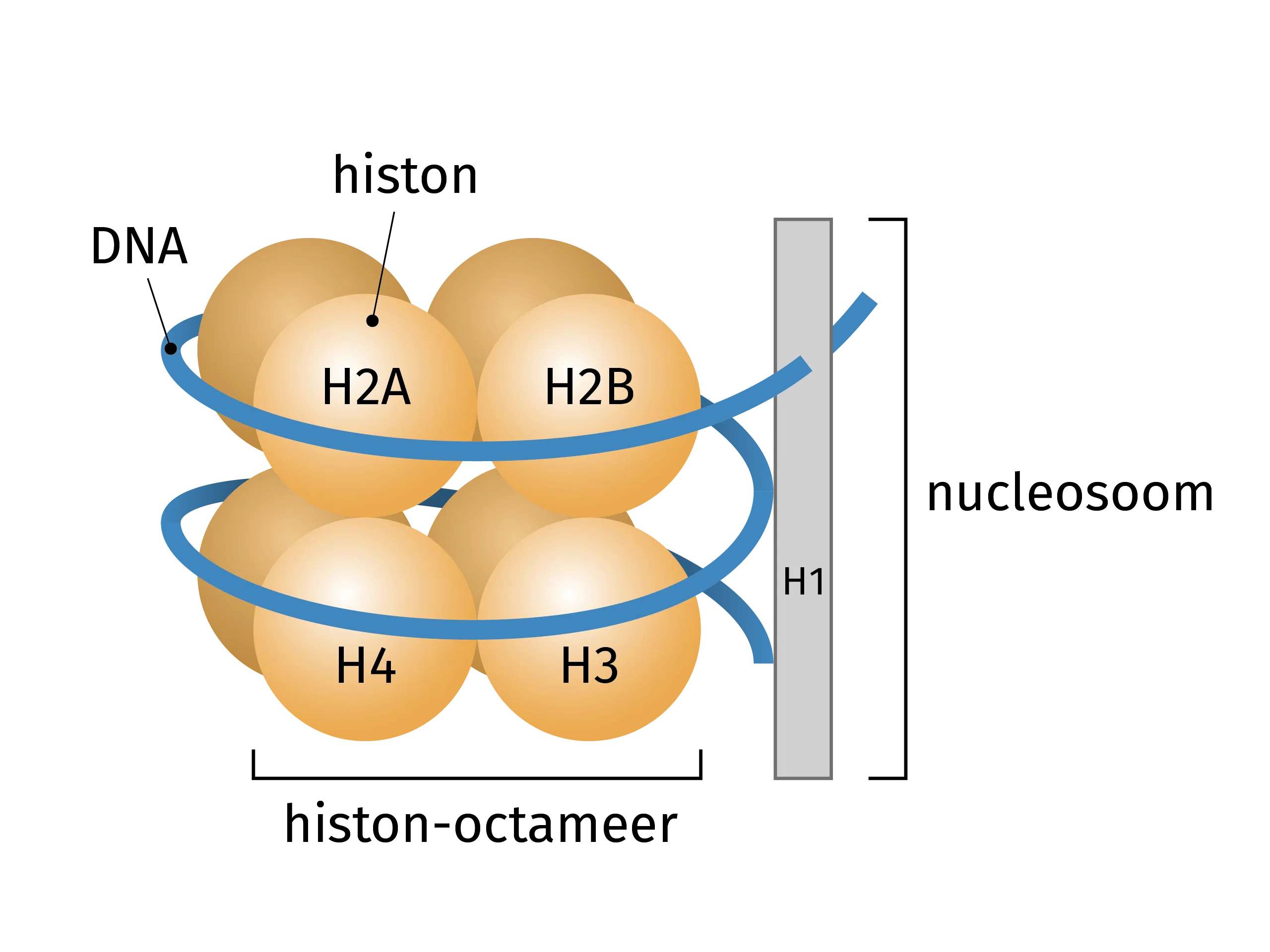 <p>Het geheel van het histon-octameer en het DNA dat er twee keer rond gewonden is.</p>