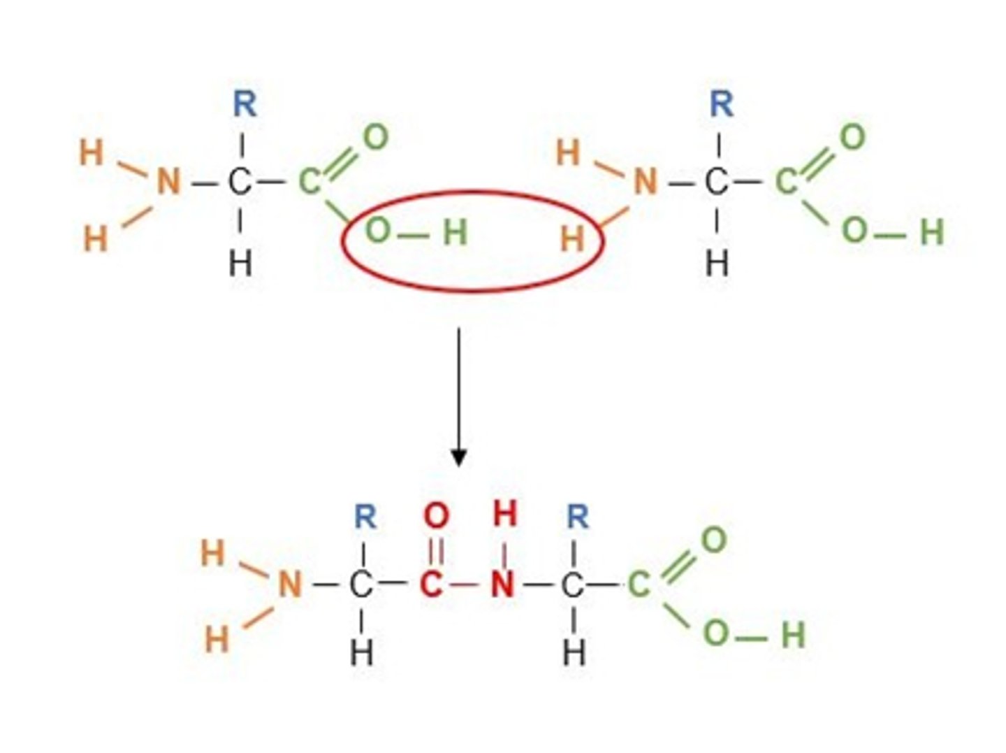 <p>Condensation reactions between amino acids form peptide bonds</p><p>(-CONH-).</p><p>There are 4 levels of protein structure.</p>
