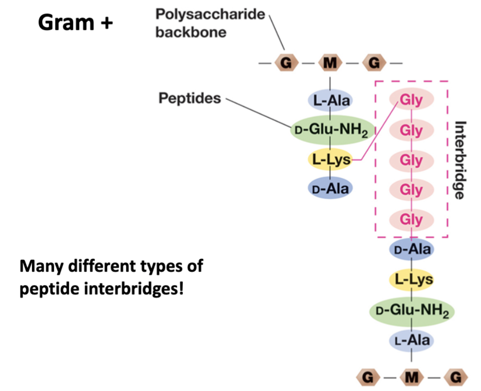 <ul><li><p>Uses interbridge to attach peptides.</p><ul><li><p>Five amino acids.</p><ul><li><p>Uses the same five.</p></li></ul></li><li><p>Links to L-Lysine.</p></li></ul></li></ul>