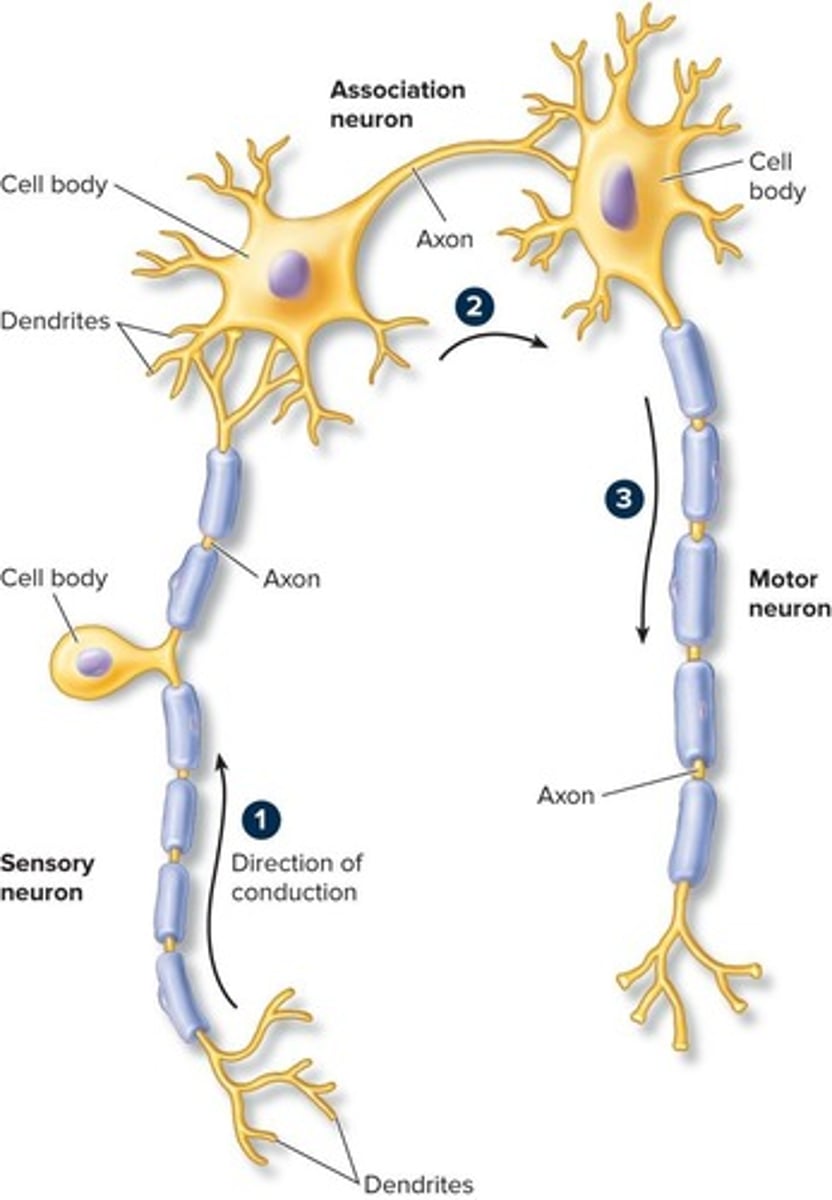<p>They link sensory and motor neurons and are located in the CNS, providing complex reflexes and higher associative functions.</p>