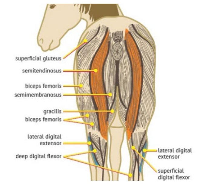 <p>What is this muscle? What joints does it move? Where does it originate and insert?</p>