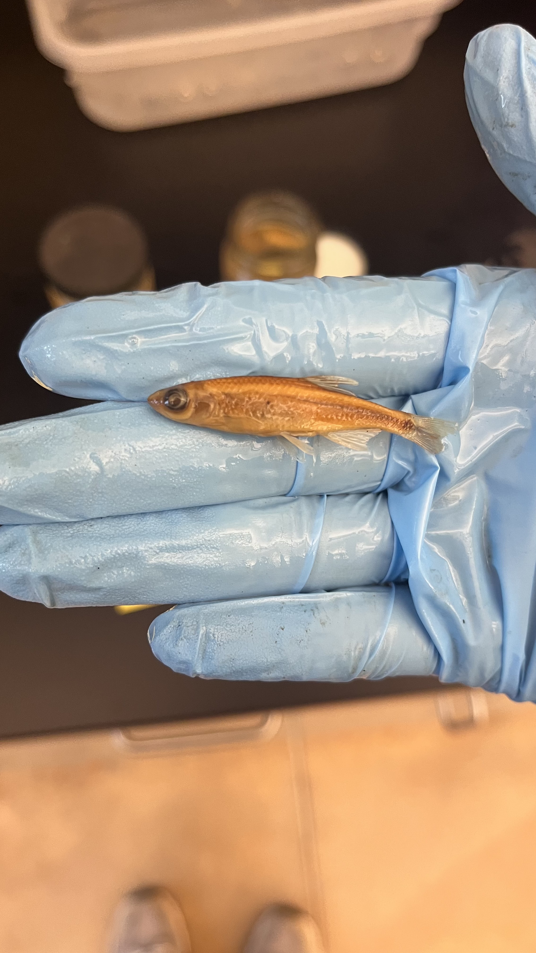 <p>Sailfin Shiner</p>