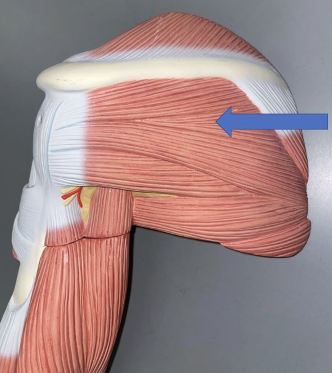 <p>muscle name & action</p>