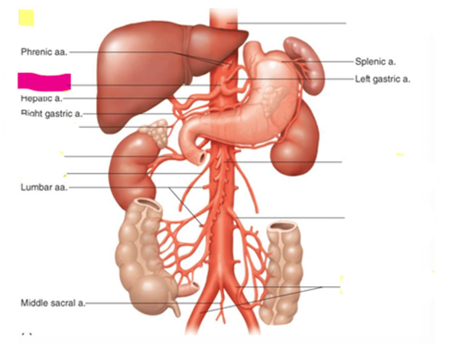 knowt flashcard image