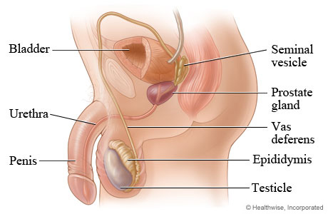 <p>carries semen into the female reproductive tract</p>