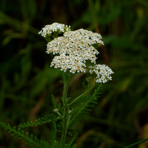 <p>Yarrow Asteraceae</p>