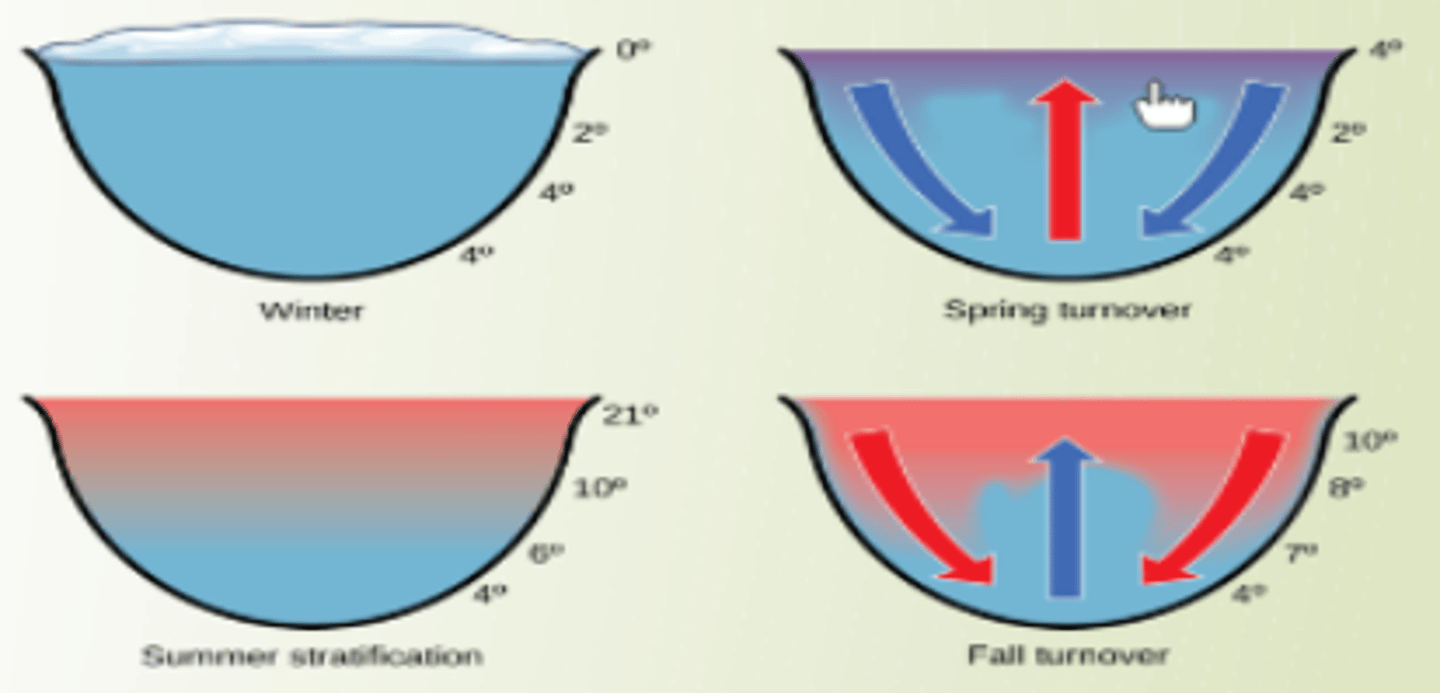 <p>Seasonal process that recycles nutrients and oxygen from the bottom of a freshwater ecosystem (Only in freshwater!) to the top. </p>
