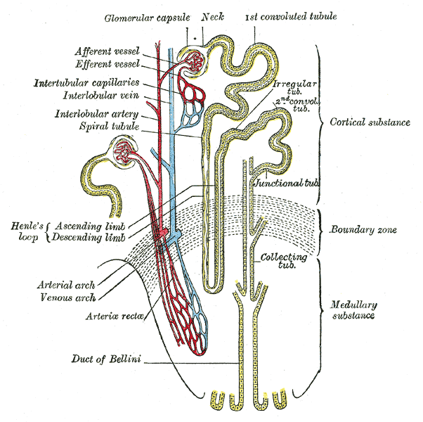 <p>loop of henle </p>