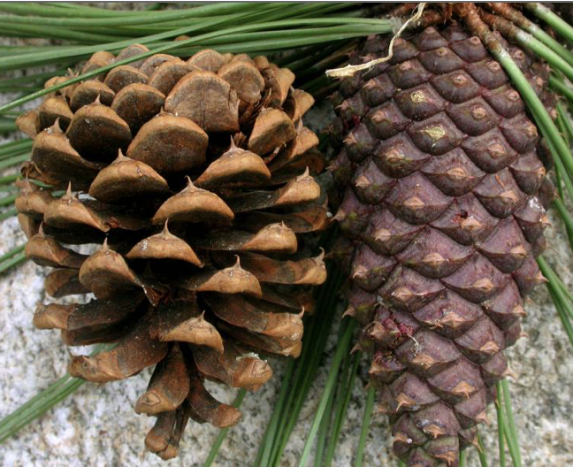 <p>identify by cones</p>