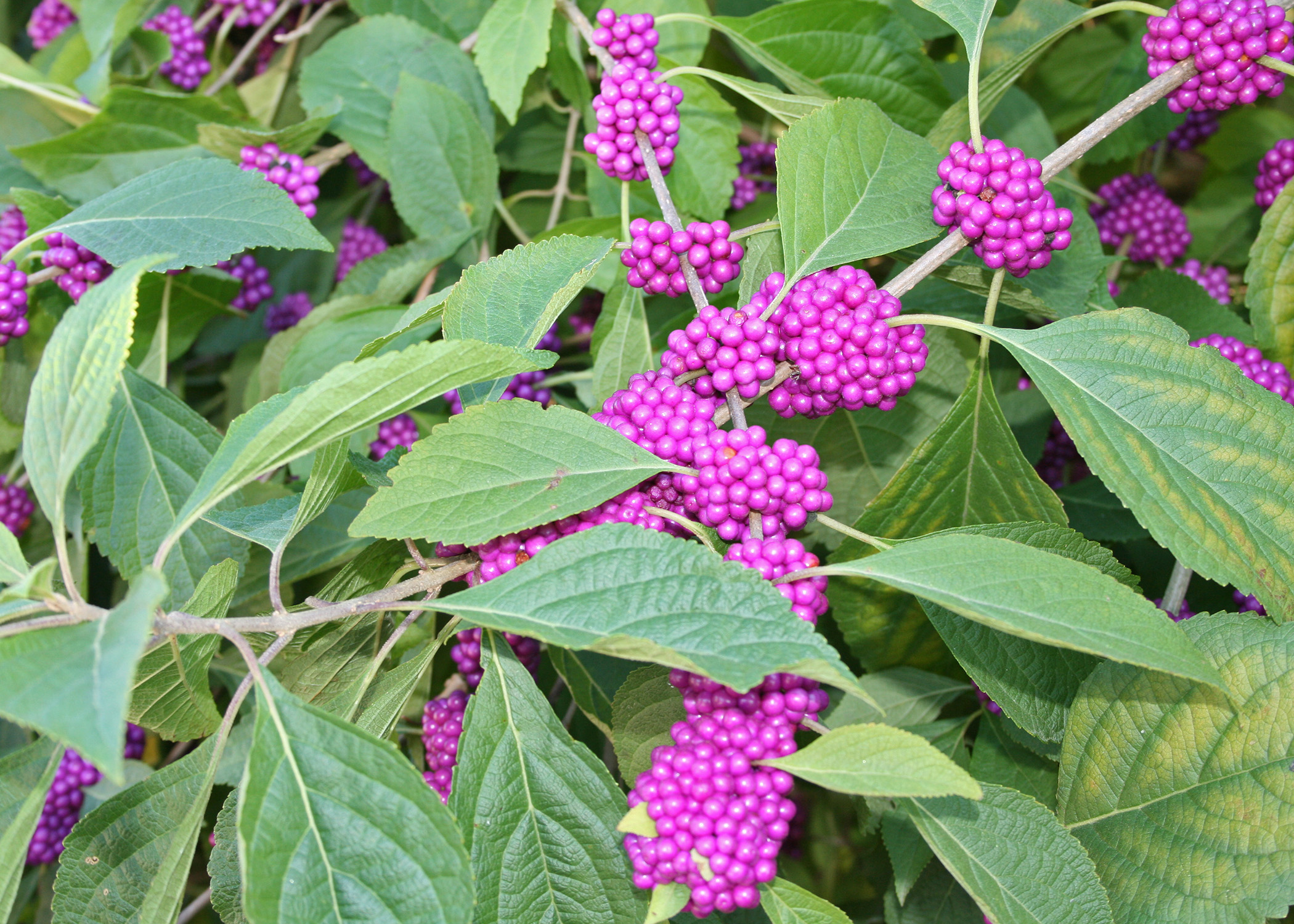 <p>American Beautyberry</p>