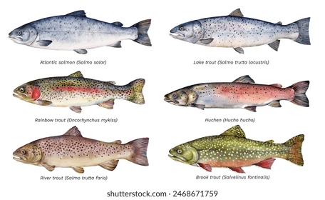 <p>Clade of <strong>salmon and trout</strong></p>