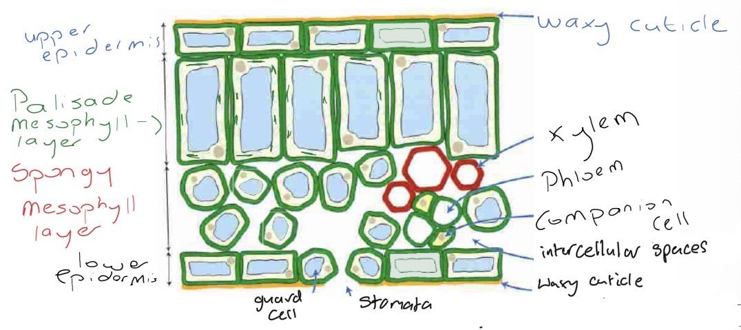 knowt flashcard image