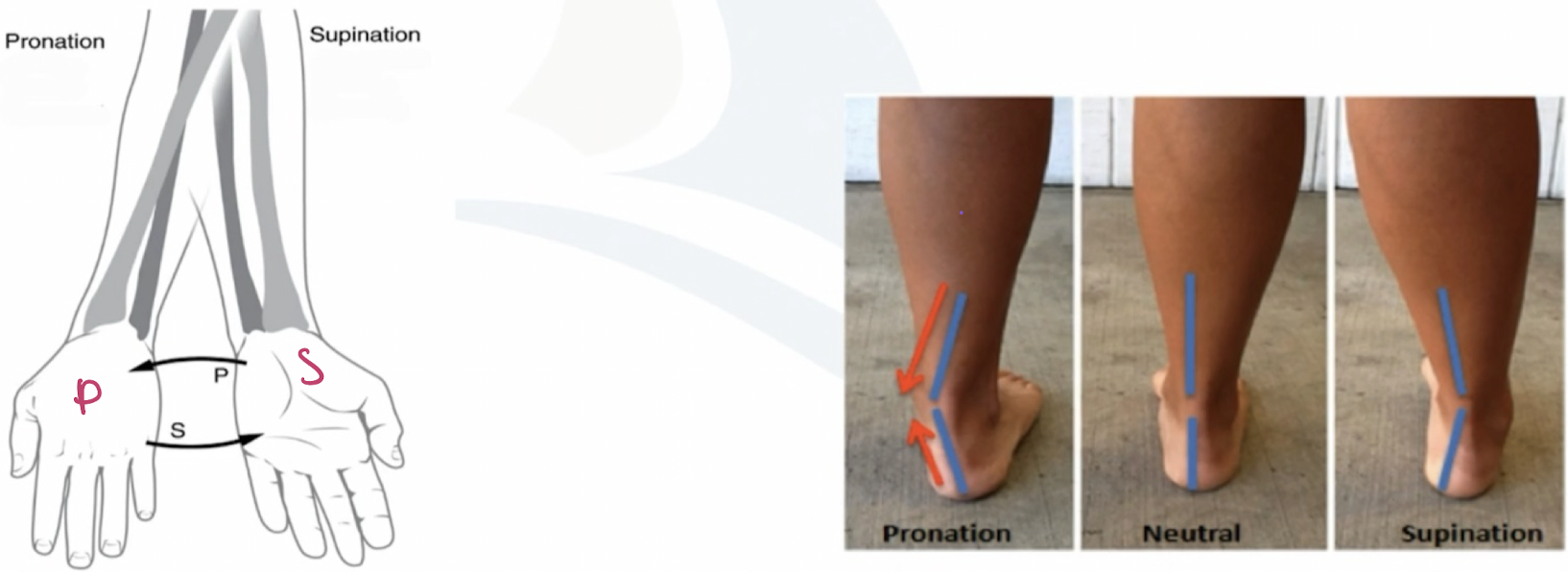 <p>in supination: rotation of the _____ so that the palm faces ______ or rotation of the ______ so the sole of the foot faces _______.</p>