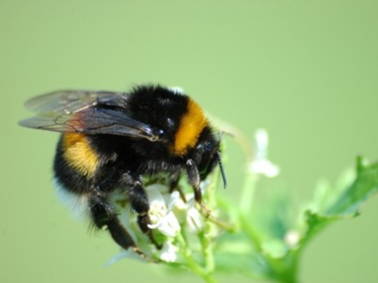 <p>bumblebee</p>