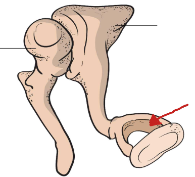 <p>What is the bone the arrow is pointing to?</p>