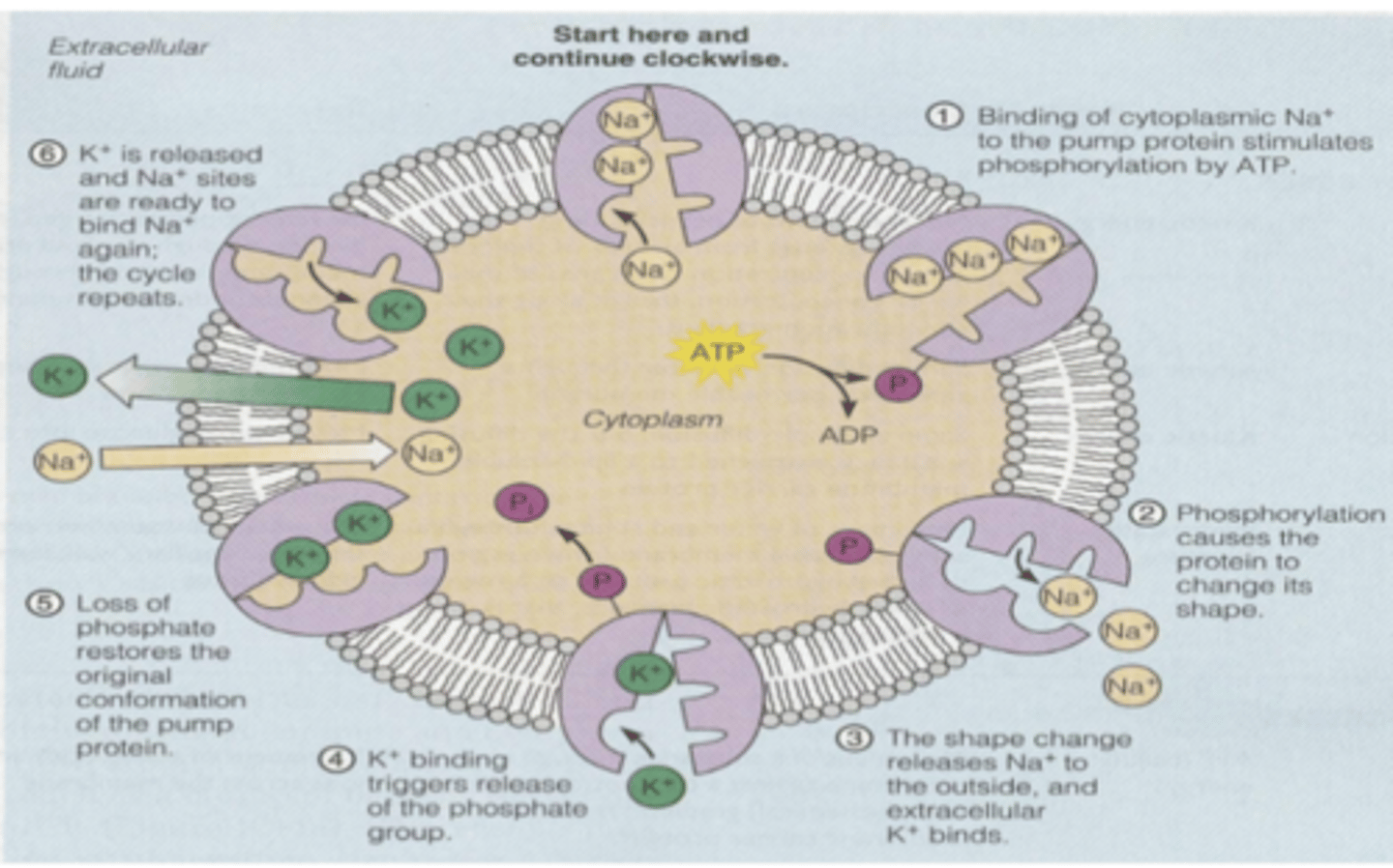 <p>What is a active transport carrier and what does it do? </p>