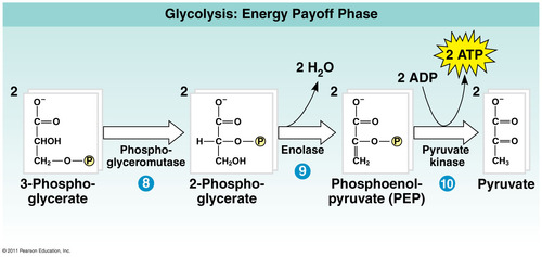 <p>energy payoff phase</p>