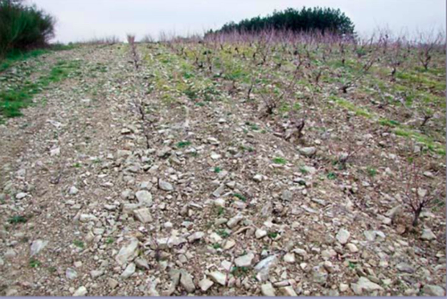 <p>a type of soil with a small particle size and thus small pores that tend to be compact; causes water to move slowly-- plants can become water-locked</p>