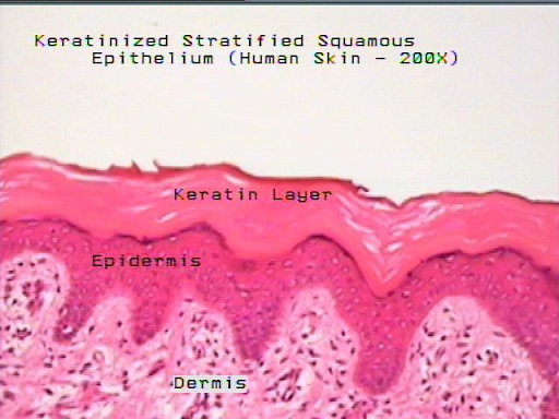 <p>skin </p>