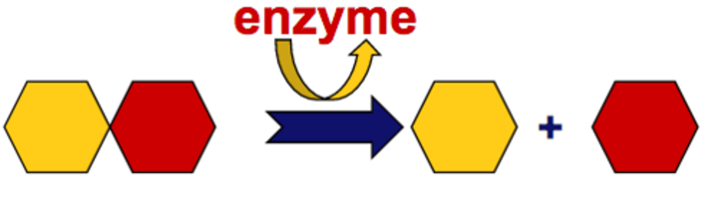 <p>A reaction in which a single compound breaks down to form two or more simpler substances</p>