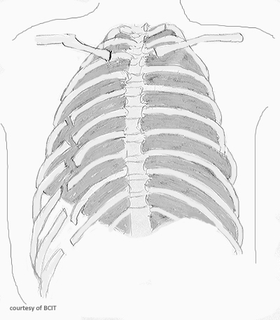 <p>Which ribs are most commonly fractured?</p>