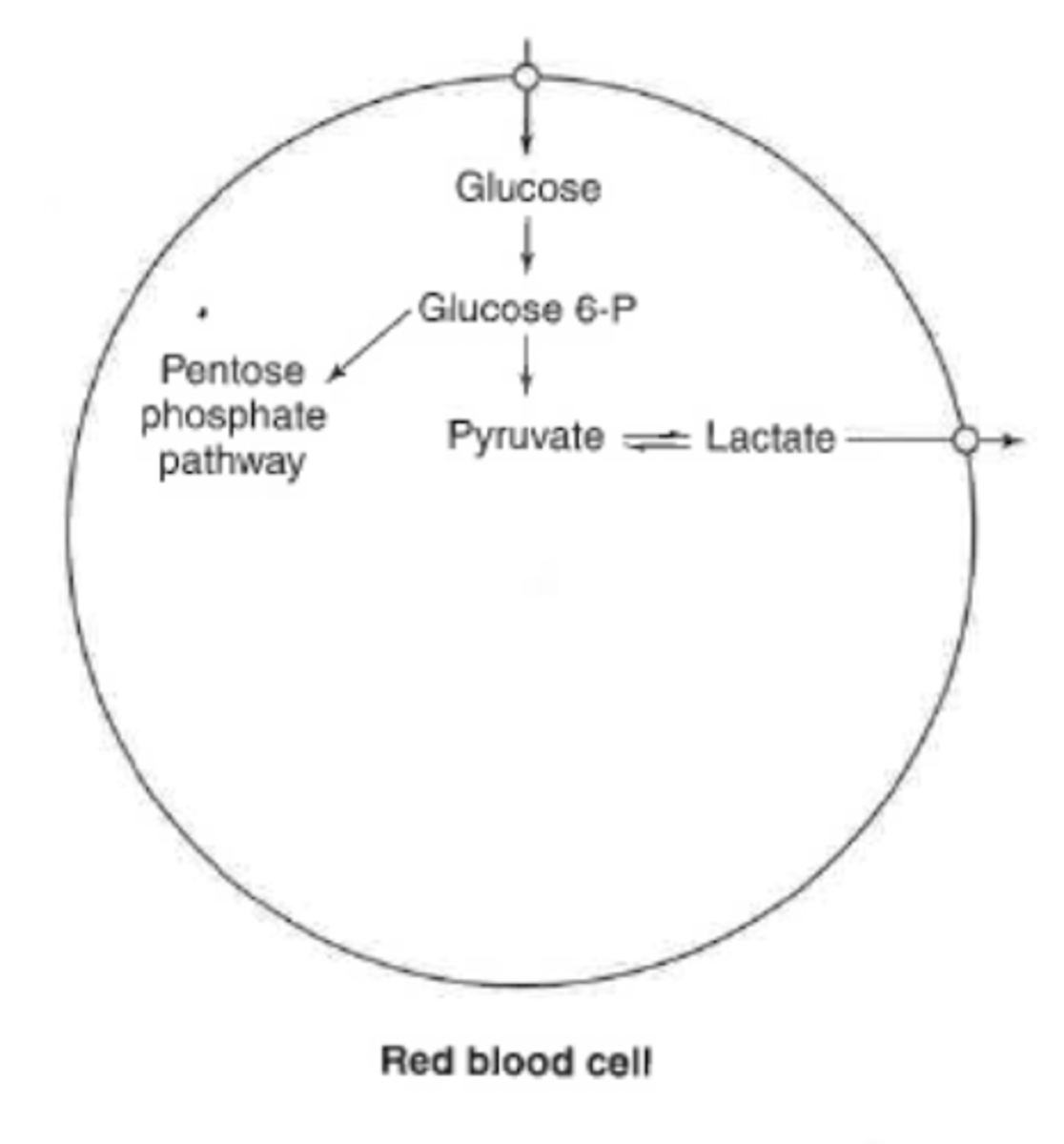 <p>limited capacity</p><p>-anaerobic metabolism (pyruvate to lactic acid)</p><p>-lactic acid leaves RBC and goes to liver</p><p>lack mitochondria</p><p>-can not do aerobic</p><p>oxidative branch of PPP</p><p>-protection of RBC</p>