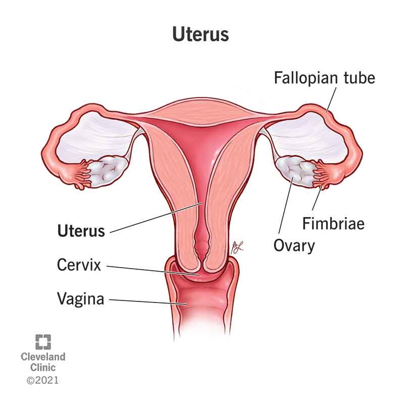 <p>contraction during labor, menstrual bleeding, &amp; location of sperm cells</p>