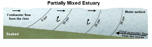 <p>Partially Mixed Estuary</p>