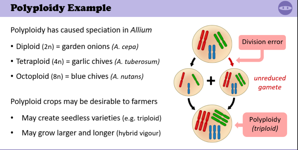 Polyploidy examples