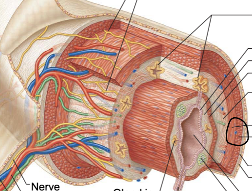 <p>contains inner circular muscle layer and outer longitudinal layers</p>