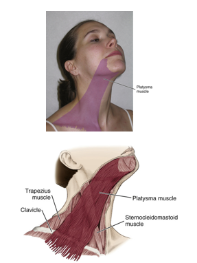 <ul><li><p>tenses the neck and responsible for grimacing</p></li><li><p>raising neck skin</p></li></ul><p></p>