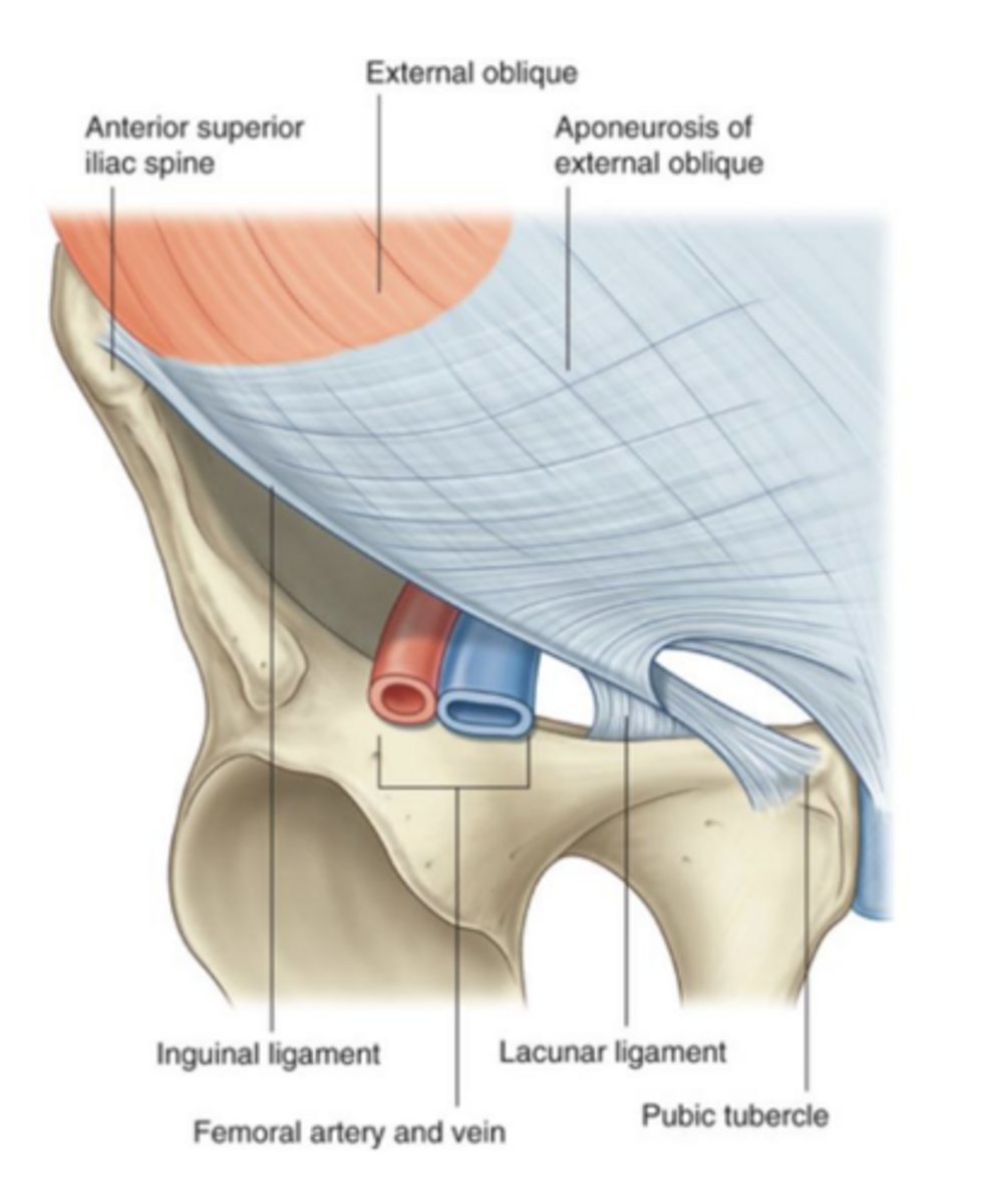 <p>anterior superior iliac spine (ASIS)</p>