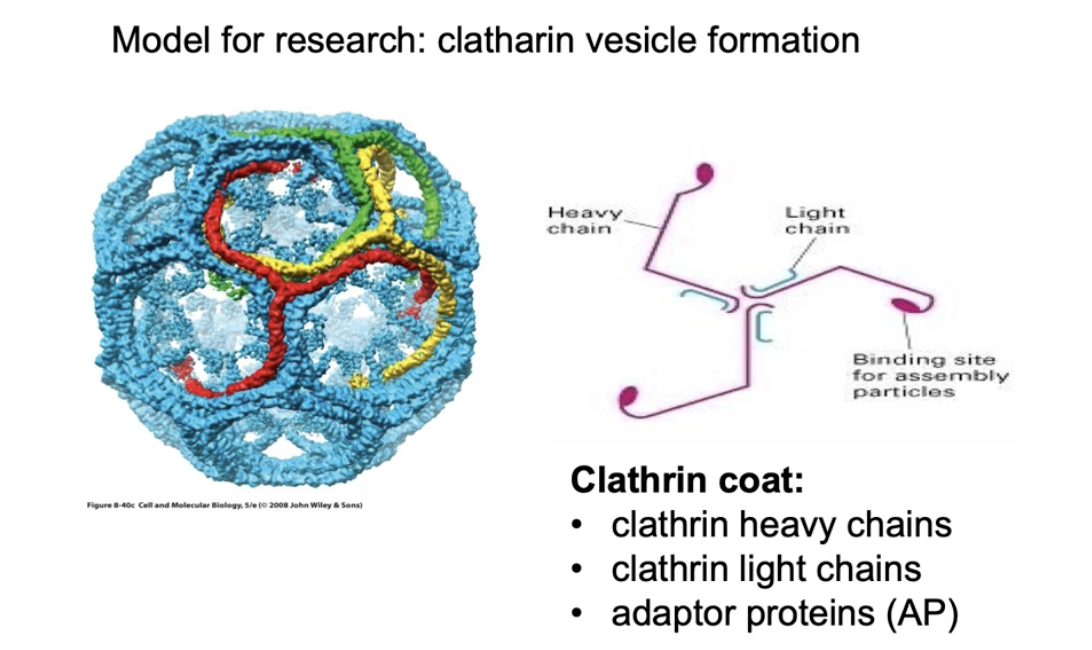 <ul><li><p>Made of polyhedral lattice using:</p><ul><li><p><strong>Clathrin heavy chains (pink)</strong></p></li><li><p><strong>Clathrin light chains (blue)</strong></p></li><li><p><strong>Adaptor proteins</strong></p></li></ul></li><li><p>3 heavy + 3 light chains = a <strong>tri-scallion</strong></p></li><li><p><strong>Tri-scallions self-assemble</strong> into a lattice on the budding membrane</p></li></ul><p></p>