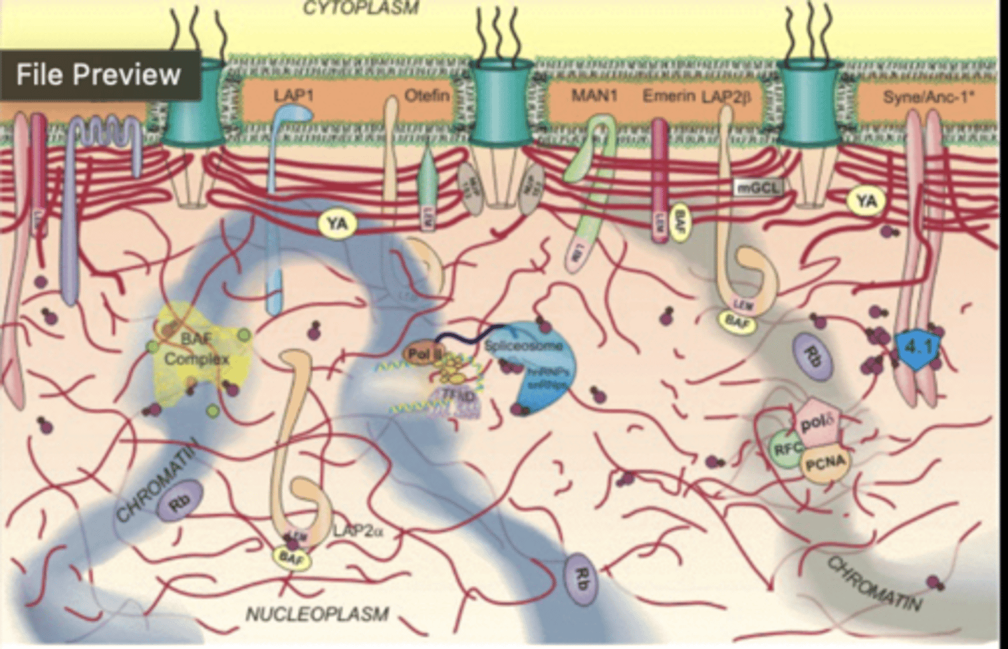 <p>Nuclear Lamina</p><p>-Network of intermediate filaments</p><p>-components of the cytoskeleton</p><p>-Scaffolding that supports nuclear structure</p><p>-Lamina lies just beneath inner layer of Nuclear Envelope</p>
