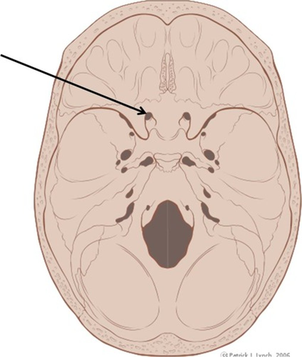 <p>(Sphenoid)</p><p>Openings in the base of the lesser wings; cranial nerve II passes through to serve the eye</p>