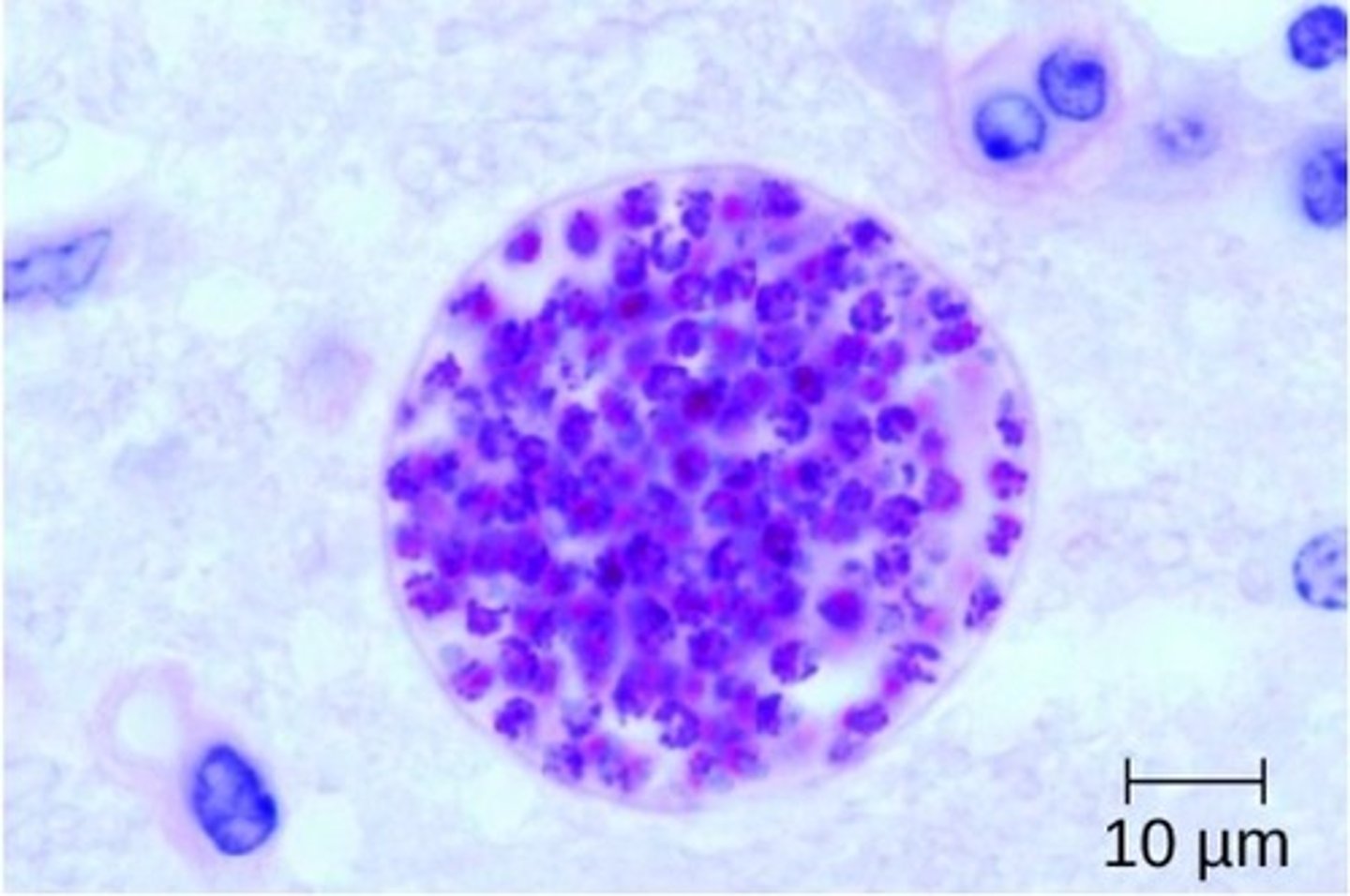 <p>perfectly round, with mainy dots within</p>