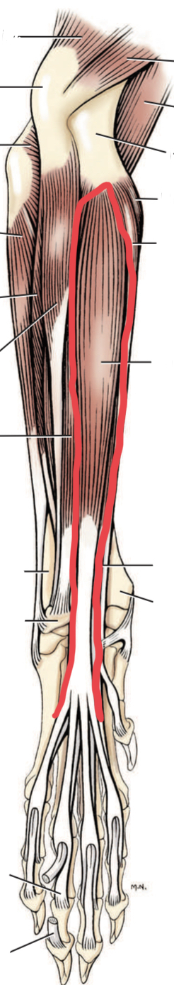 Identify the muscle outlined in red