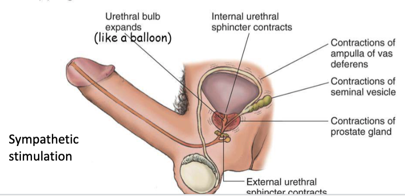 <p>describe the emission phase of ejaculation (phase 1)</p>