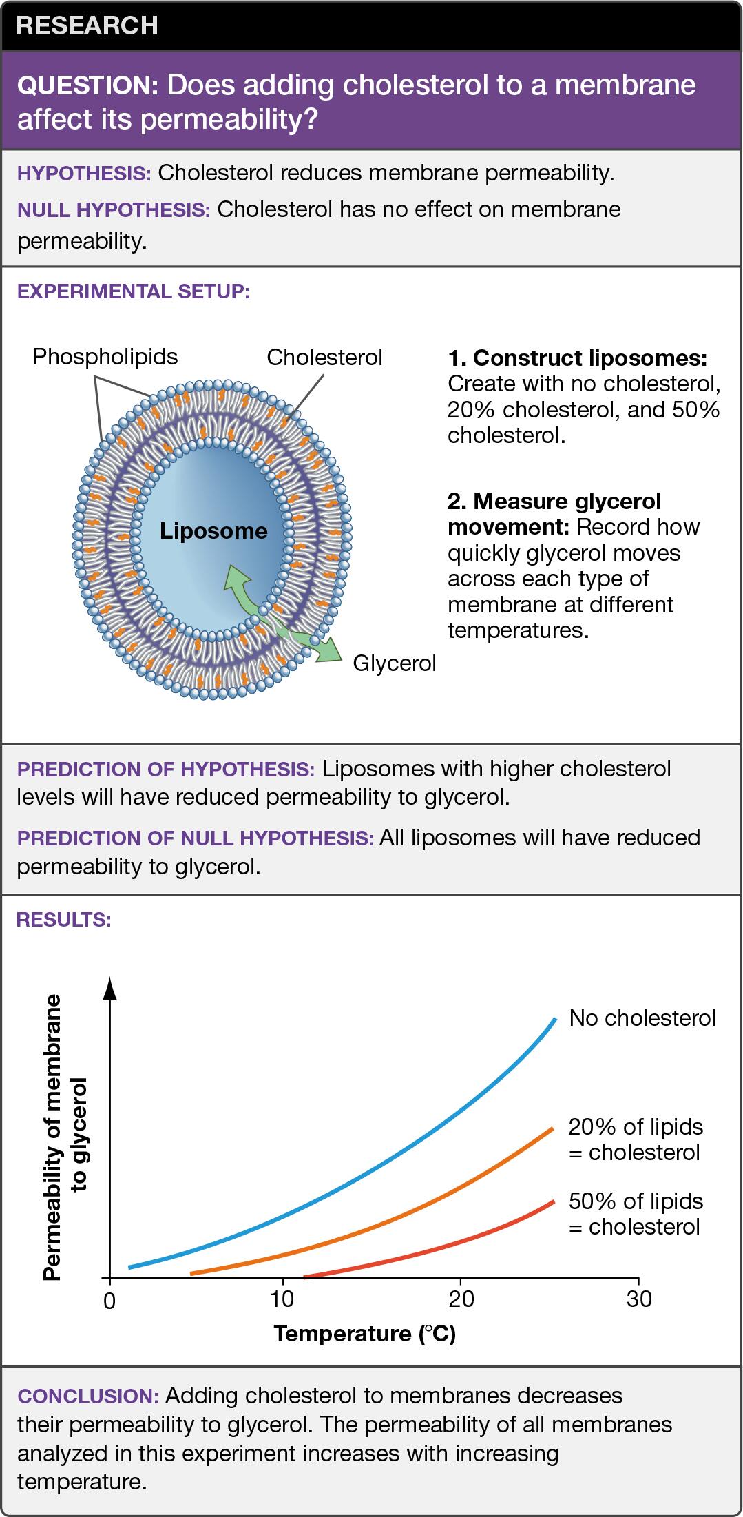 Permeability of a Membrane Depends on its Lipid Composition