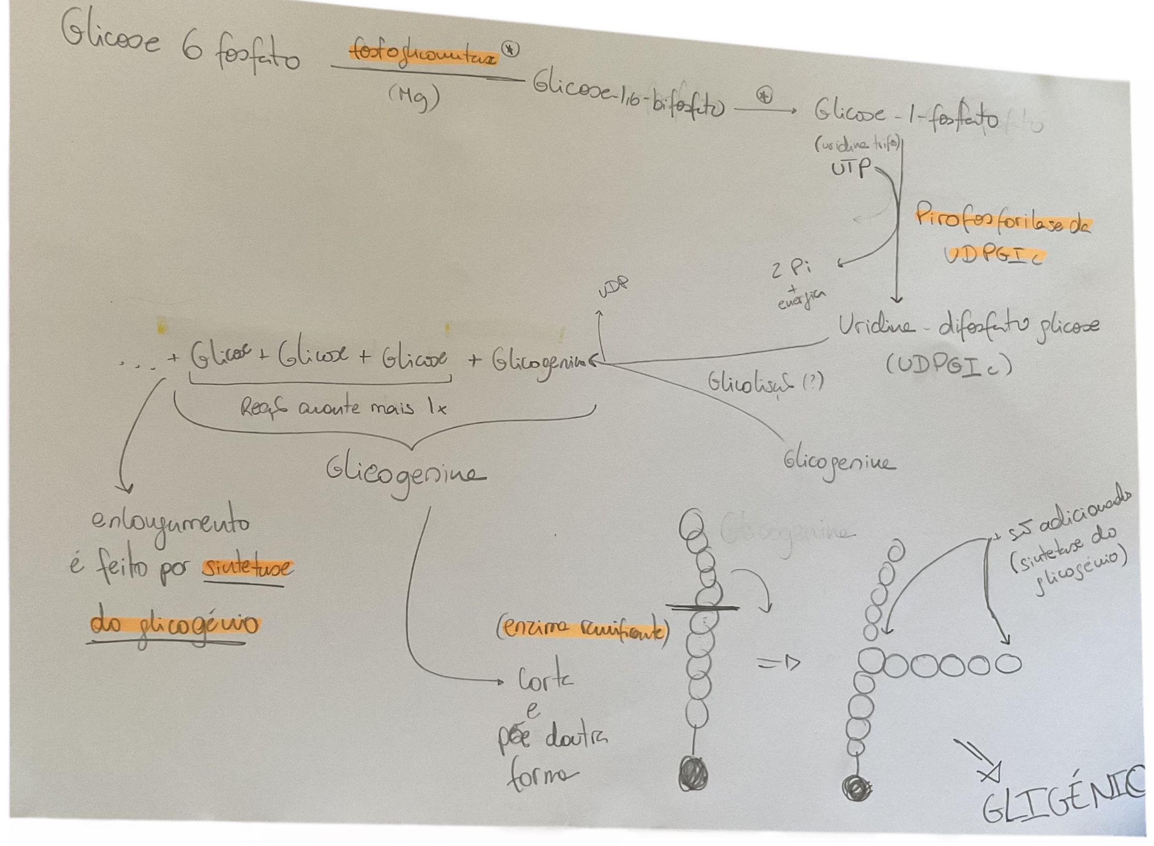 <p>1 - glicose 6 fosfato → glicose 1 fosfato (fosfoglicomutase)</p><p>2- glicose 1 fosfato + UTP → Uridina-difosfato-gliscose/ UDPGIc (Pirofosforilase da UDPGIc)</p><p>3- UDPGIc + glicogenina</p><p><mark data-color="yellow">4- Enzima sintetase do glicogénio vai alongar a molecula adicionando as moléculas da glicose da UDPGIc (UDP sai) - cresce do carbono 1→4</mark></p><p><mark data-color="yellow">5- Enzima ramificante corta as ligacoes 1-4 para fazer ligações 1-6 (a molécula continua a crescer mas noutros sitios) → GLICOGÉNIO</mark></p>
