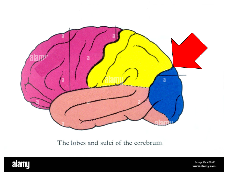 <p>Identify the highlighted region and the textbook definition associated with it</p>