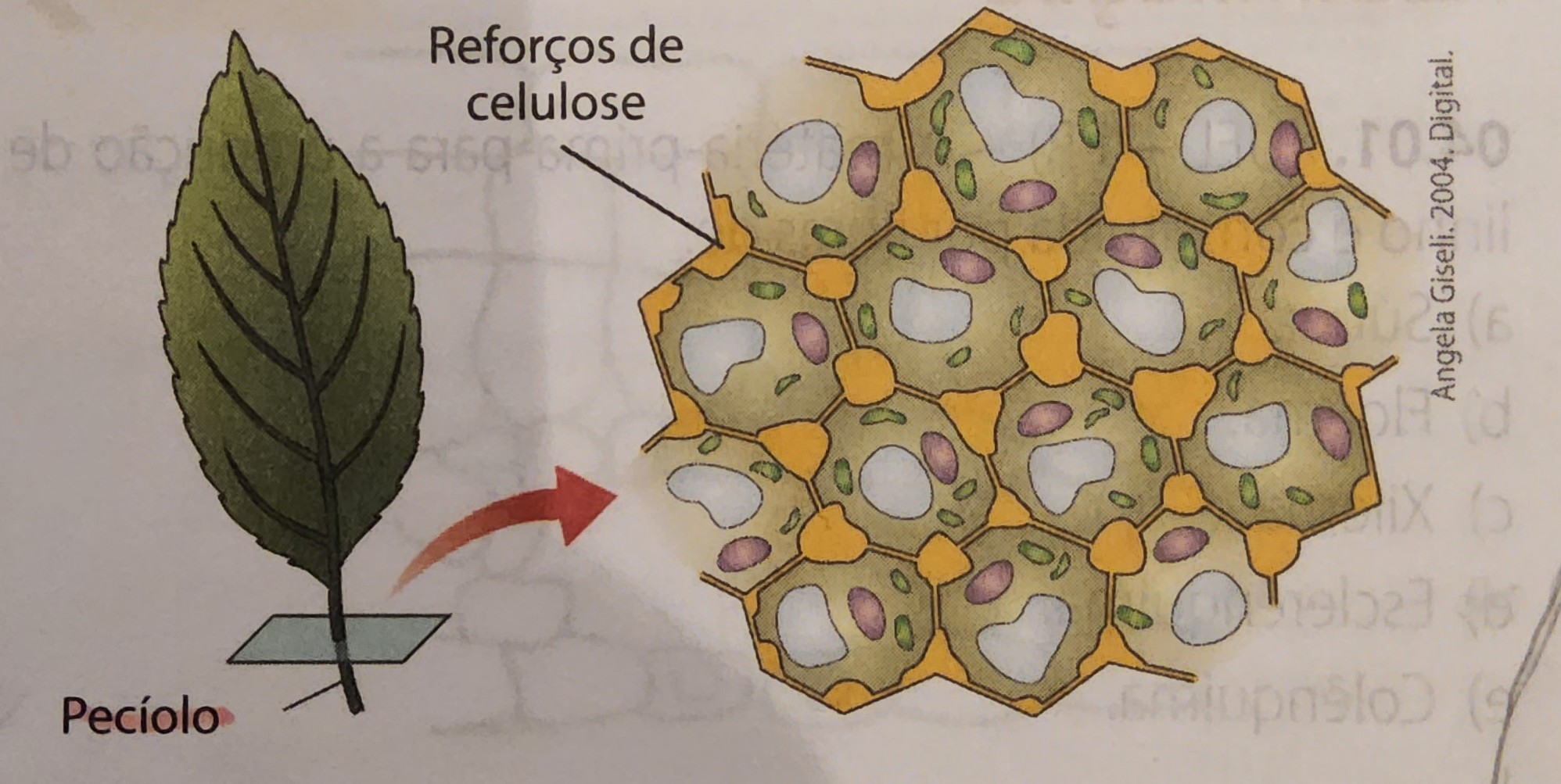 * cartilagem
* células vivas
* sustentação de órgãos jovens em crescimento
  * reforço de celulose 
* ficam no pecíolo 
* tira a flexibilidade e a plasticidade