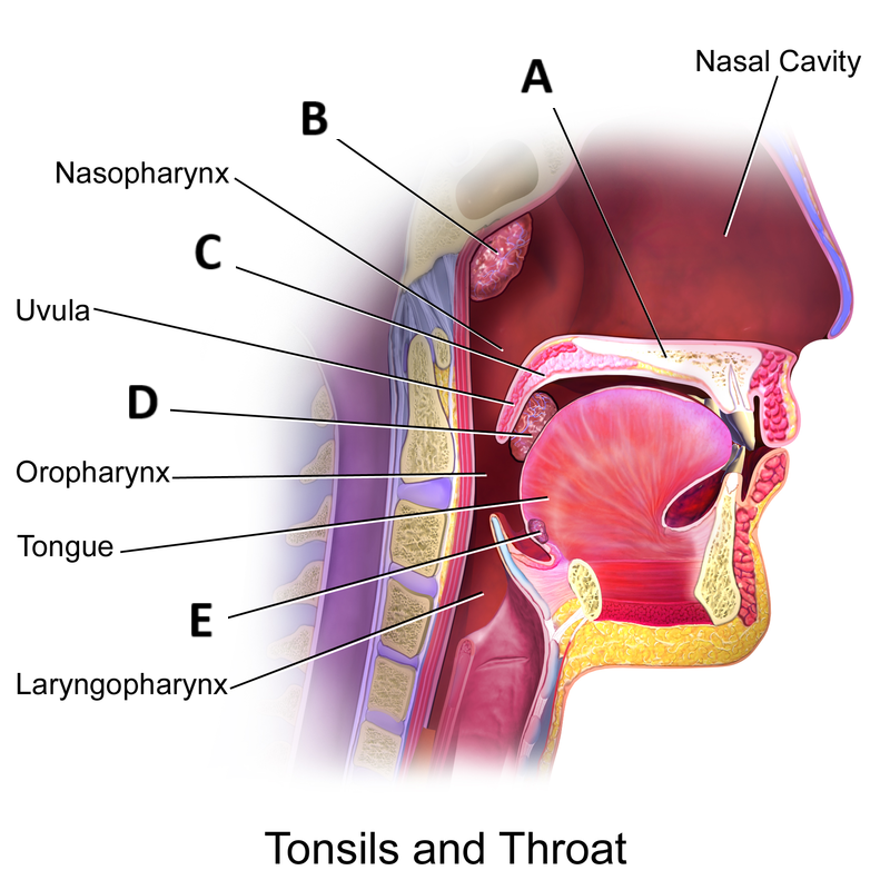 <p>A</p>