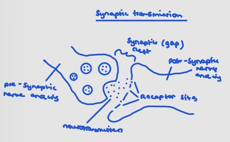 <ul><li><p>vesicles!</p></li></ul><ol><li><p>as the action potential reaches the end of the nerve axon, the electrical impulse causes calcium to be released, triggering vesicles to release neurotransmitters (eg. serotonin)</p></li><li><p>vesicles bonds with nerve membrane and NT are released into synaptic cleft</p></li><li><p>the NT bind to and activate receptor sites. activation results in excitatory or inhibitory effect</p></li></ol><p>the transmission stops when the NTer is taken up again by the pre-SN (or broken enzymes) the enzymes are therefore determined by how quickly re-uptake occurs</p><p></p>