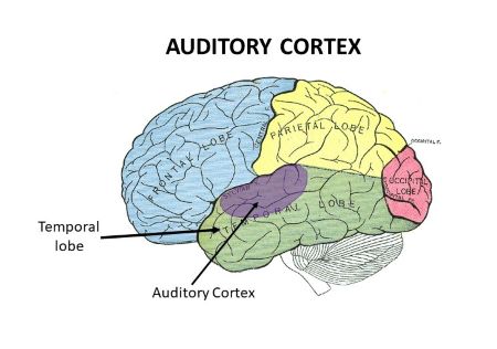 <p>how does the message carry to the brain?</p>