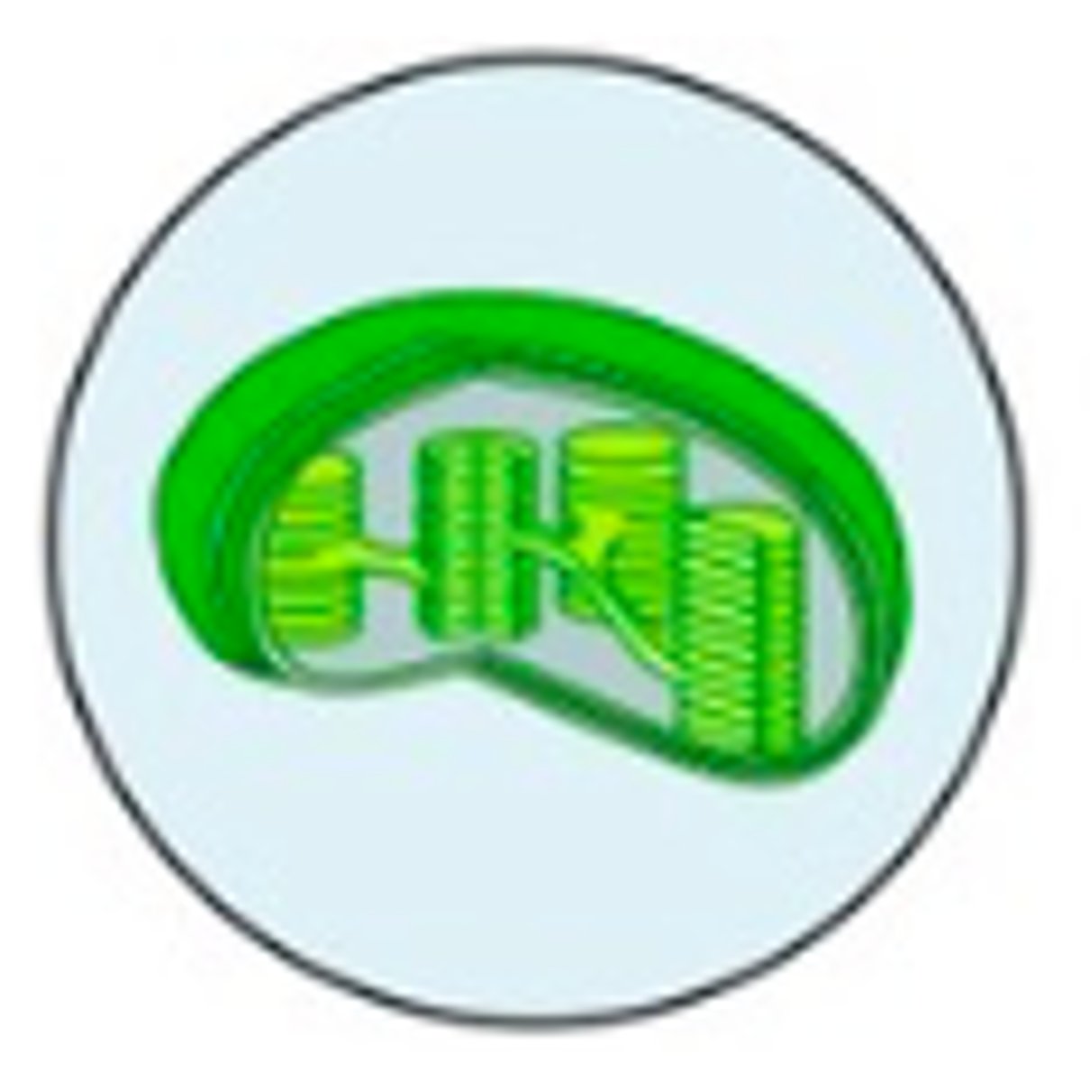 <p>- double membrane, encloses fluid, enzymes, and DNA</p><p>- contains chlorophyll</p><p>- performs photosynthesis, converting light to chemical energy in the form of sugar (makes food (sugar) for cell)</p><p>- ONLY FOUND IN PLANT CELLS</p>